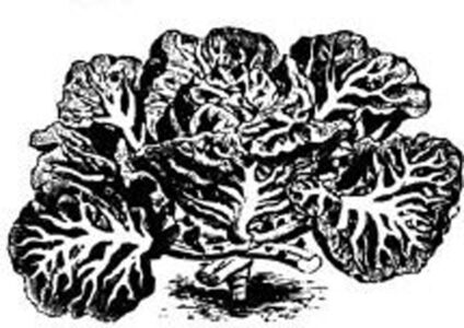black and white illustration of couve tronchuda cabbage with dark leaves